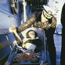 A U.S. Naval officer gives a chimpanzee a handshake following the chimpanzee's return from space.