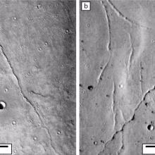 Image of Martian Shorelines