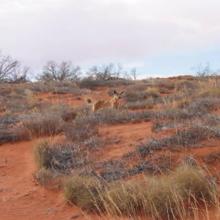 Simpson Desert 