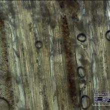 Photomicrograph of a wood sample from an aircraft. Various areas of the sample look more worn down than other sections.