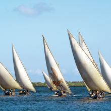 Several sailboats with a large, triangular-shaped sail are seen together on a body of water.