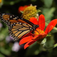 An orange, white, and black monarch butterfly pollinates the red flower of a plant.