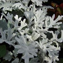 Dusty Miller Plant