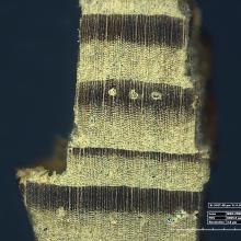 A microscopic view of a portion of the Horten Ho 229 V3 shows transitions between different types of wood, with darker and lighter colors representing different wood types.