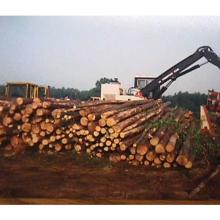 Udvar-Hazy Center Site Prep - Harvesting logs