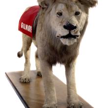 Taxidermied Lion on wooden stand facing forward with a red cape draped over its back with the name "Gilmore" in white letters. 