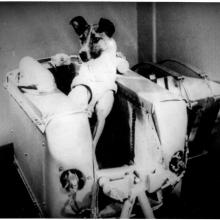 Laika, the first living being launched into orbit. 