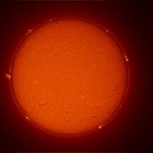 Disc view of the Sun, with multiple prominences and filaments present throughout the Sun's visible surface.