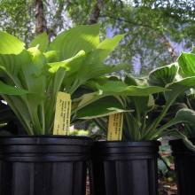 'Minuteman' Hostas