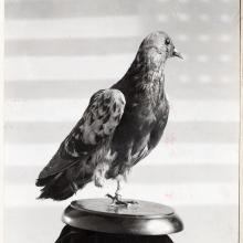 Black and white side view of a pigeon used in World War II to carry messages. 