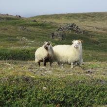 A pair of Icelandic sheep grazing nearby the field site.