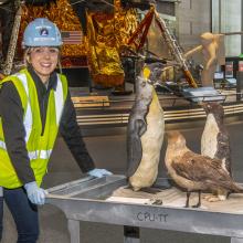 Museum’s collections team moving birds from the “Golden Age of Flight” exhibition