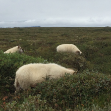 Sheep grazing