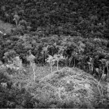 The Carnegie Institution camp is to the left of cleared but unexcavated ruins in foreground. Uaxactun, Guatemala Image: Yale University Library