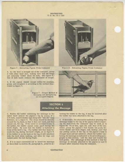 Homing in on Pigeons’ Contributions to World War II | National Air and ...