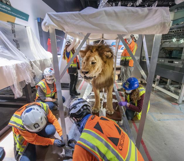 A taxidermy lion is transported on a large cart with many people around. 