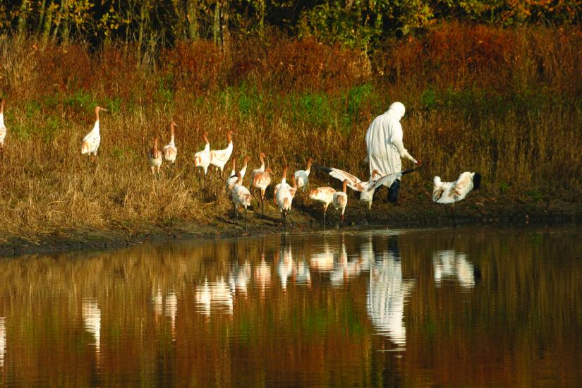 A person dressed in a white smock and hood is followed by about 15 young cranes near a pond in a wooded area.