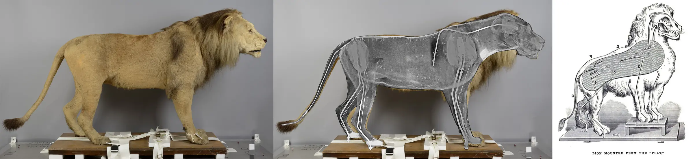 (left) A side image of a lion against a grey background. (center) An x-ray image of a lion overlayed on a lion. (right) A drawing of the anatomy of a lion.