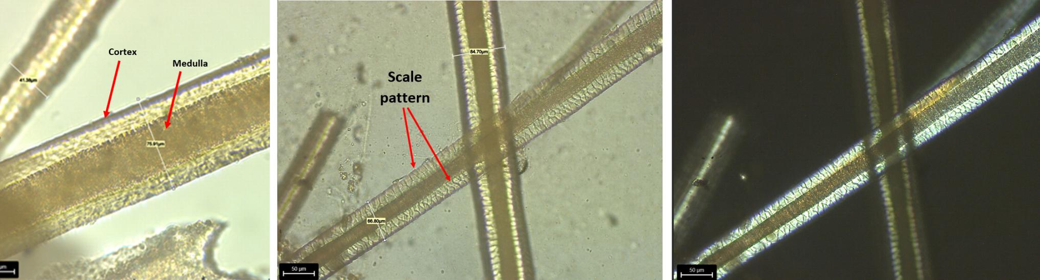 Three images of closeups of fill fibers are compared.