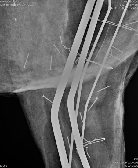 X-ray of the upper leg of a lion.