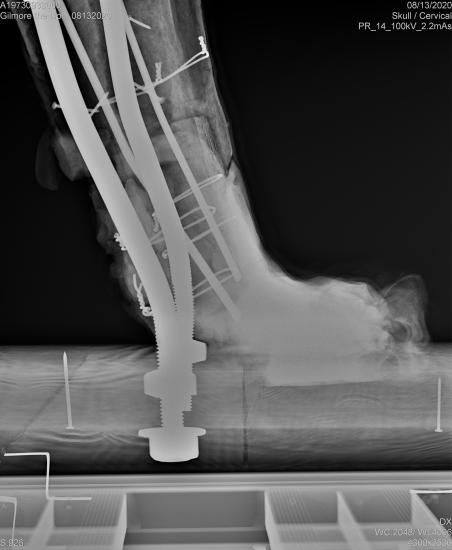 X-ray of the foot of a lion.