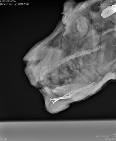 An x-ray of the face of a lion from the side.