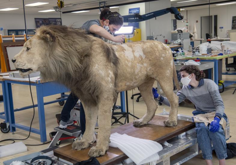 A person working on a taxidermy lion in an interior facility.