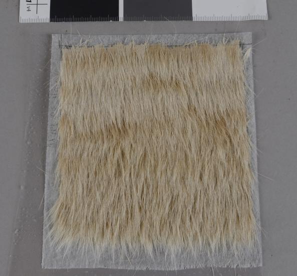 A sample of cow hair adhered to a spun-bond polyester substrate.