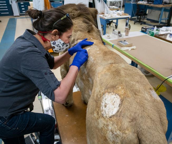 A person working on a taxidermy lion in an interior facility.