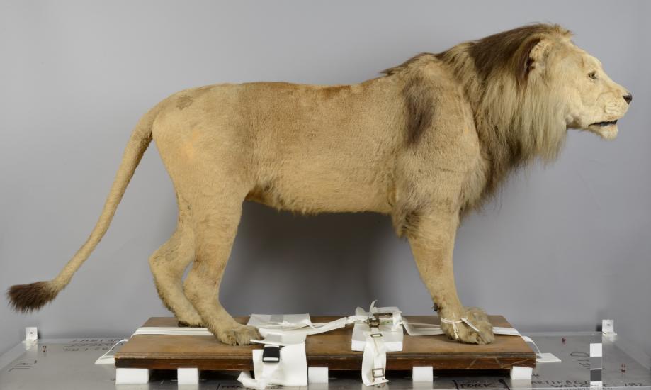 A taxidermy lion photographed from a side angle.