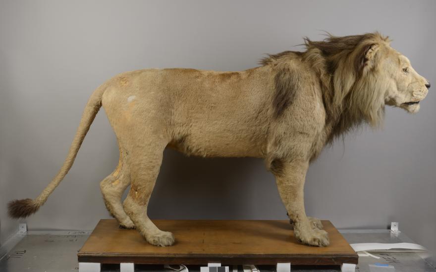 A taxidermy lion photographed from a side angle.