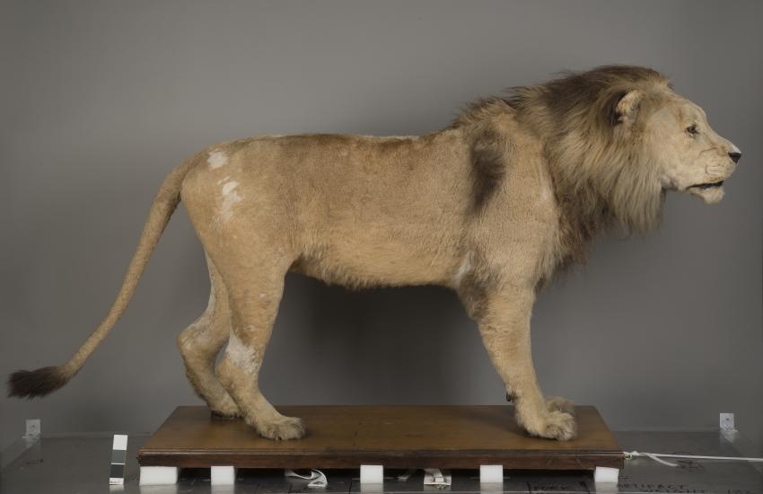 A taxidermy lion photographed from a side angle.