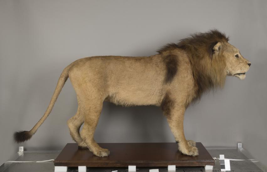 A taxidermy lion photographed from a side angle.