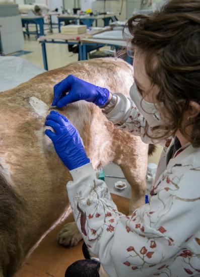 A person working on a taxidermy lion in an interior facility.