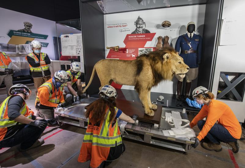 A group of museum staff in protective gear install a taxidermy lion in a gallery.