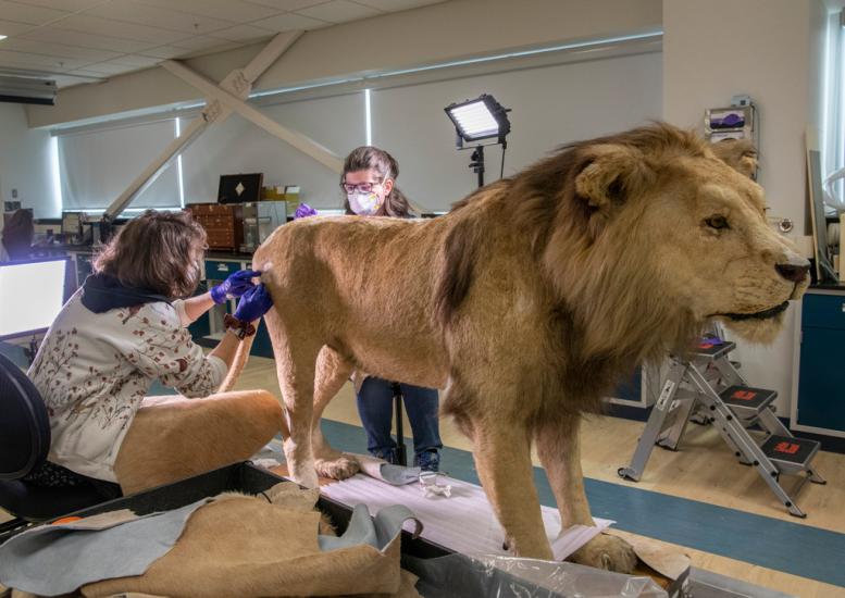 Two individuals working on a taxidermy lion in an interior facility.