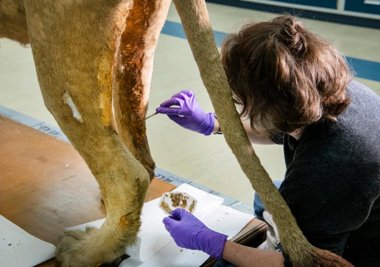 A person working on a taxidermy lion in an interior facility.