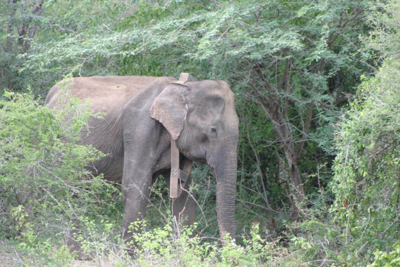 An elephant among trees with a collar on its neck.