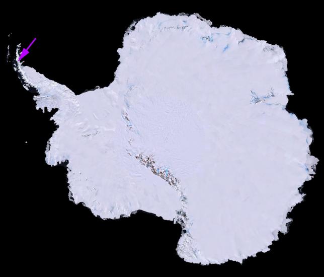 A view of the icey continent of Antarctica, with a purple arrow pointing out an ice shelf on the far right tip.