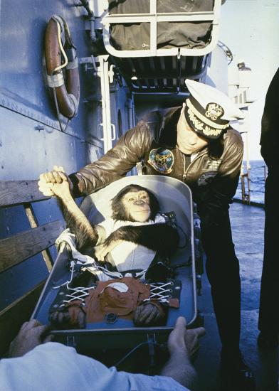 A U.S. Naval officer gives a chimpanzee a handshake following the chimpanzee's return from space.