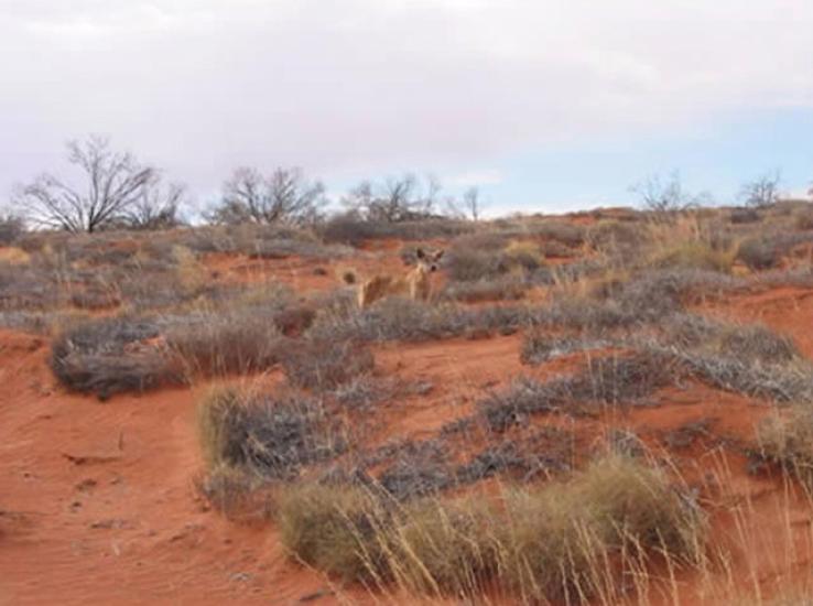 Simpson Desert 