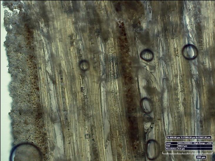 Photomicrograph of a wood sample from an aircraft. Various areas of the sample look more worn down than other sections.