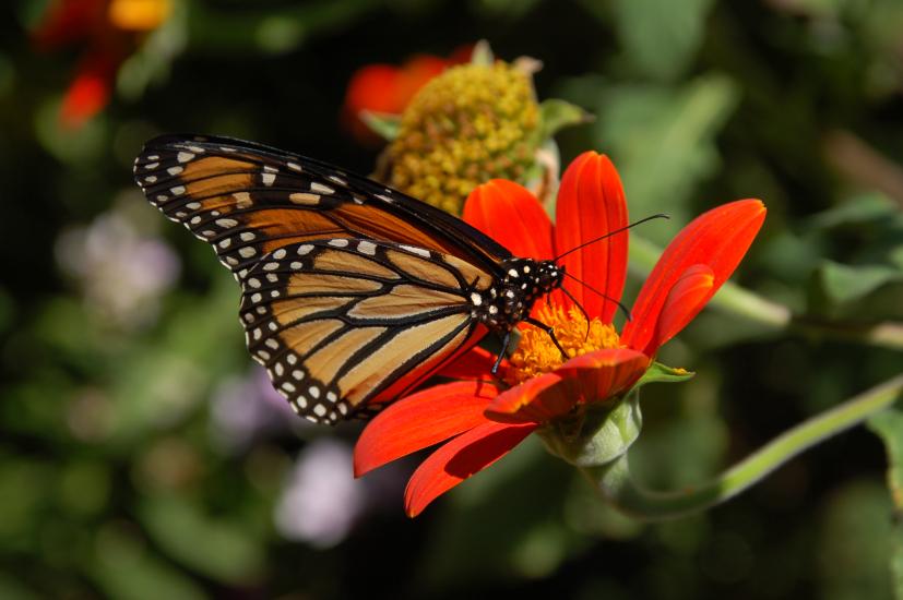 An orange, white, and black monarch butterfly pollinates the red flower of a plant.