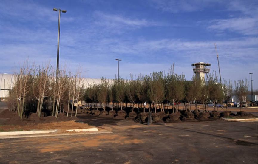 Trees for the Udvar-Hazy Center parking lot