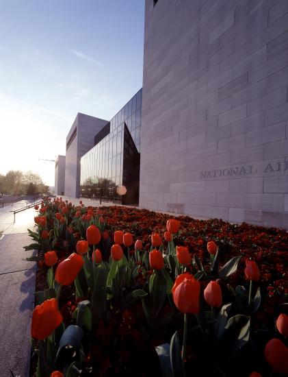 Angled view of the south side of the National Air and Space Museum with stone walls, glass windows, and red tulips in the planters in the foreground.