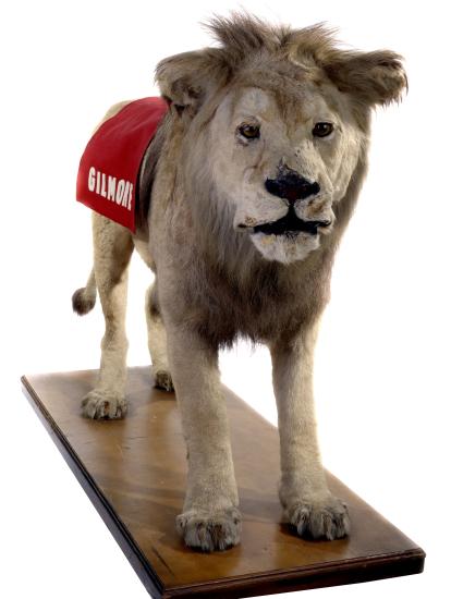 Taxidermied Lion on wooden stand facing forward with a red cape draped over its back with the name "Gilmore" in white letters. 