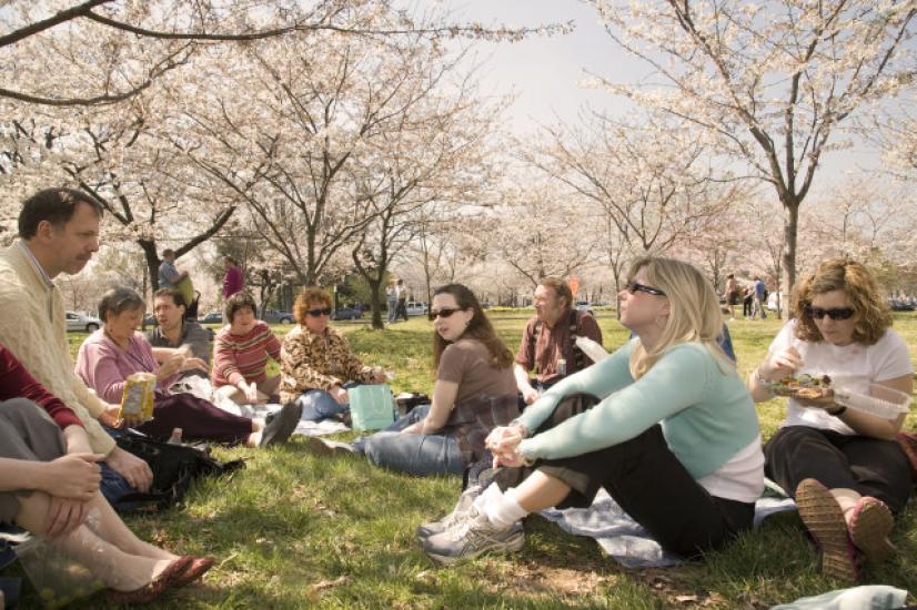 Employees Enjoy the Cherry Blossoms