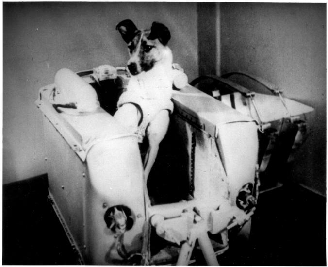 Laika, the first living being launched into orbit. 