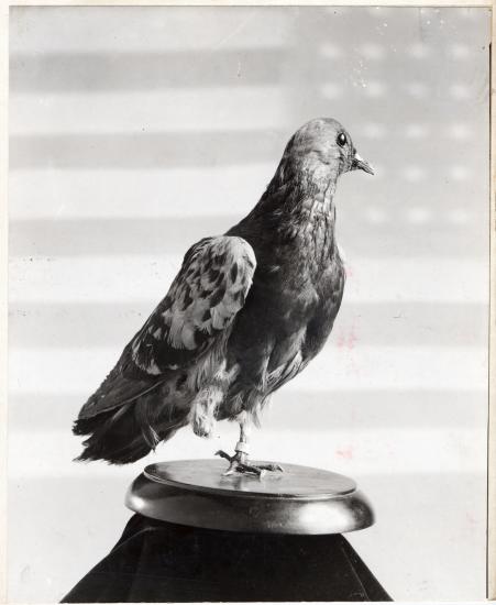 Black and white side view of a pigeon used in World War II to carry messages. 