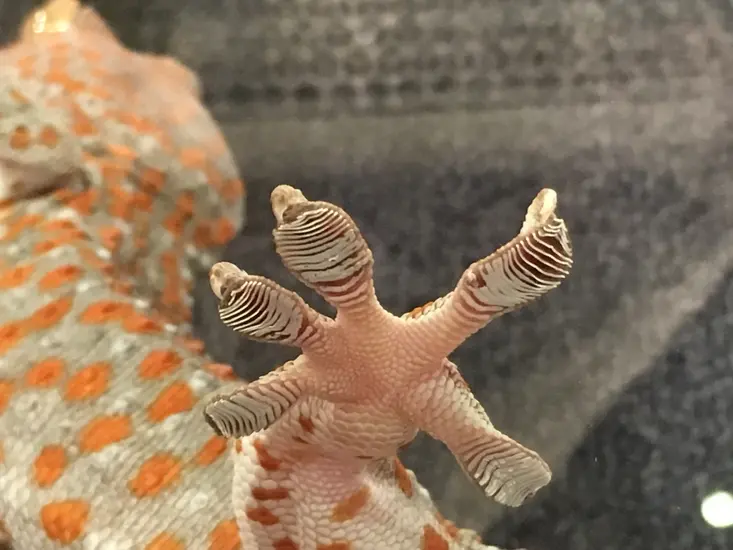 A gecko from the Smithsonian's National Zoo helped demonstrate this during "What's New in Aerospace" at the National Air and Space Museum. 